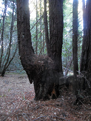 View of Artesa's property in northwestern Sonoma County: Forest, or not a forest?