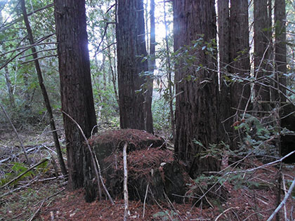 View of Artesa's property in northwestern Sonoma County: Forest, or not a forest?