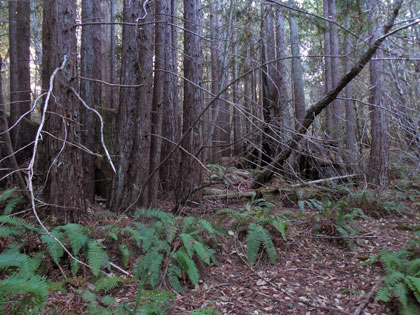 View of Artesa's property in northwestern Sonoma County: Forest, or not a forest?