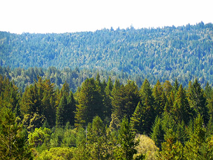 Artesa's property in foreground, forested ridges in background