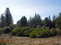 Redwood, manzanita and meadows at the fenced east end of the Artesa-Sonoma property in Annapolis, 2012, viewed from public road access