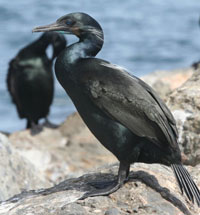 Brandt's cormorant; copyright (c) 2006 David Corby