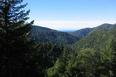 Coastal Redwood Forest