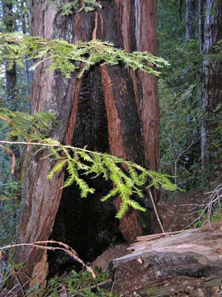 Old growth redwood above Little North Fork Gualala River