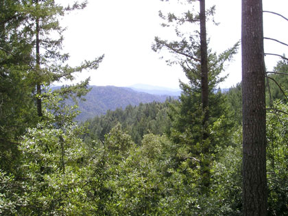Coastal redwood forest, Gualala River watershed