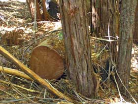 Large woody debris