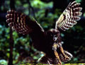 northern spotted owl