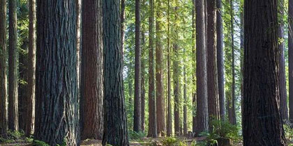 Protect California Redwood Forests From Winery Development