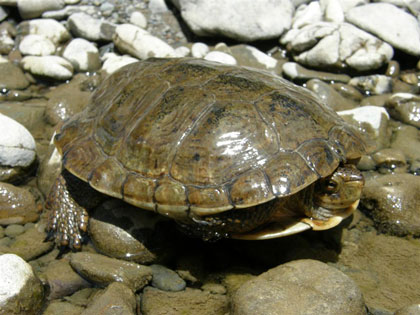 Western pond turtle, photo by Peter Baye