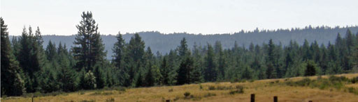 Artesa forest panorama