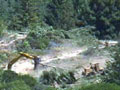 Clear-cutting redwood forest to plant a vineyard