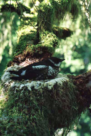 Marbled murrelet nesting in old growth tree
