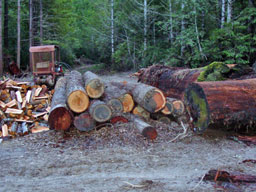 logging in Annapolis