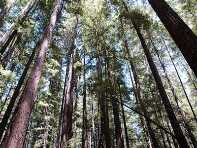 redwoods, photo by Jacob Davies